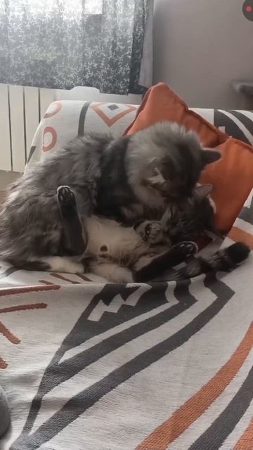 досмотри до конца