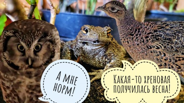 Сова Кроша смотрит мышиный сериал, курочка истоптала все тропинки, сова Ёль не верит, что опять зима