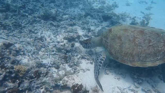 Хранители океана