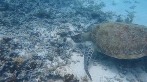 Хранители океана