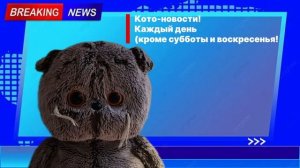 КОТО-НОВОСТИ ШОК КОНТЕНТ! 
УЗНАЙ ВСЕ НОВОСТИ ПРЯМО СЕЙЧАС)
🔥