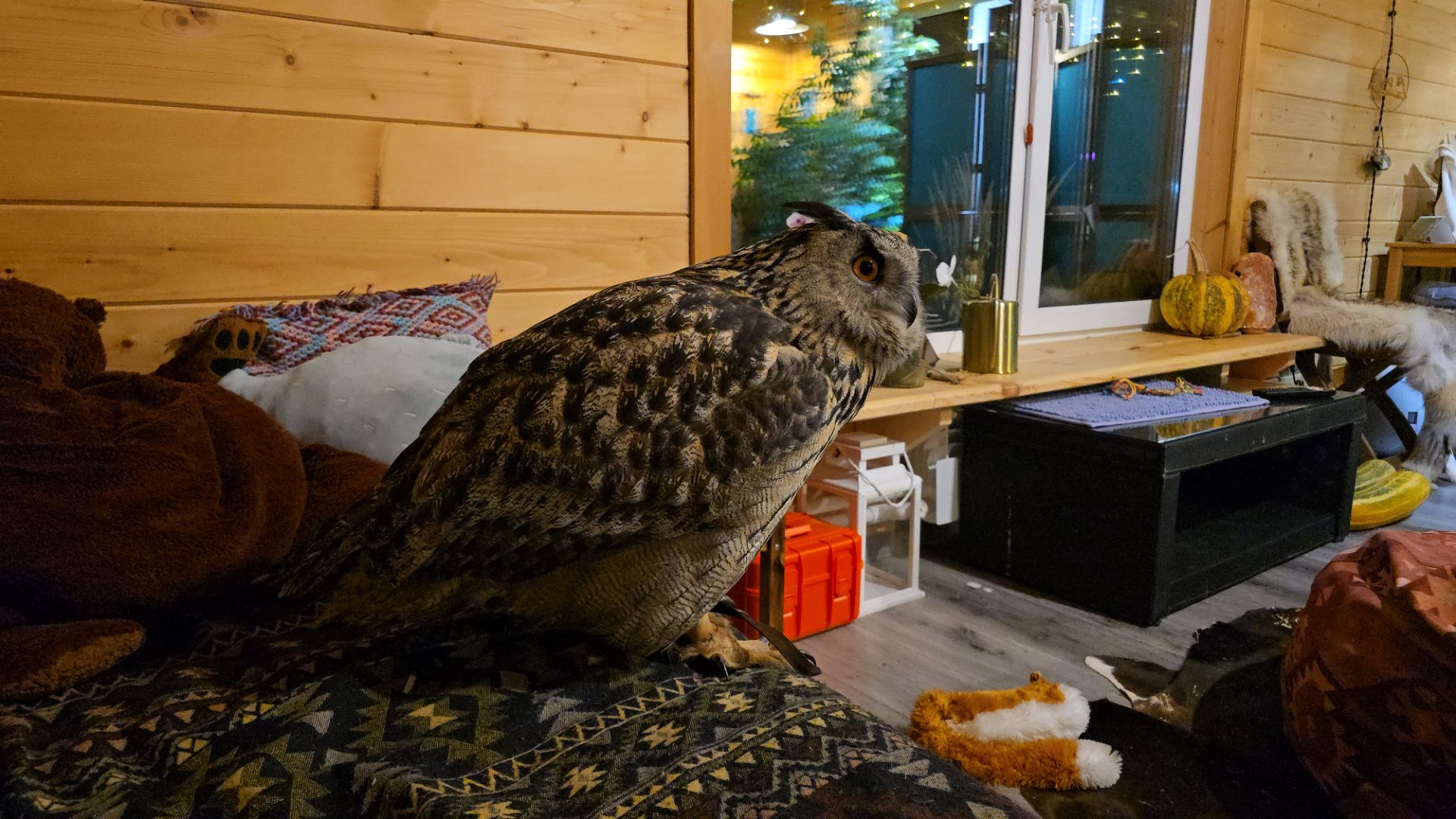 Добрый вечерочек с совой Ёлкой в доме. Запись стрима от 14.02.26 смотреть онлайн