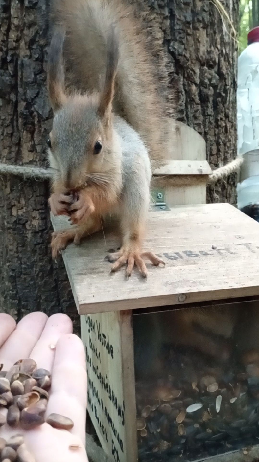 Два бельчонка. Июнь 2023 смотреть онлайн