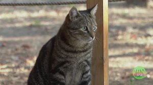 🐴Друзья не разлей вода | Программа "Утро нового дня" (Севастополь, 12 февраля 2026 г.)🎥