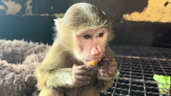 Анфиса аристократка в пятом поколении, так поела яичко что ни капли не пролила😁