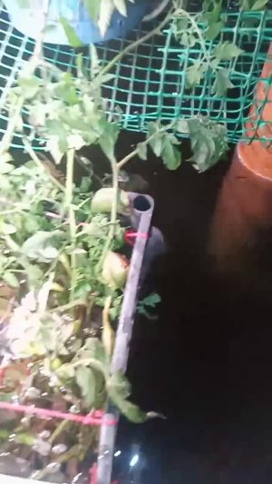 Всем привет, доброй ночи.  Новый эксперимент с белокрылкой. Буду сажать цветок Агератум. Он долже...