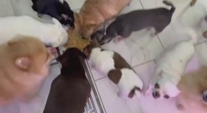 Сегодня с утра все порадовали, только Фейка чуть чуть капризничает.