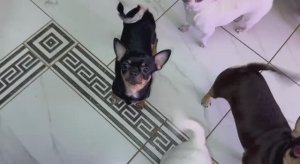 Маленькие акулята требуют вкусняшку.