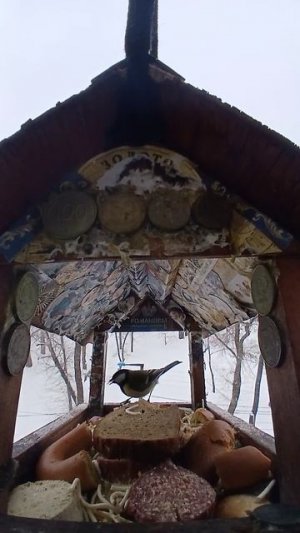 1000010116.mp4Кормушка.15.02.2026г.