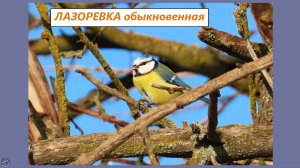 Птичка-синичка: ЛАЗОРЕВКА обыкновенная