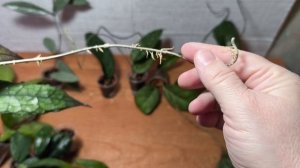 Часть 4. Новинки 2026 года.