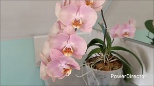 Орхидея Honey Peach  полный роспуск.