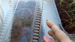 14 ФЕВРАЛЯ 2026 г.  ЭКСПЕРИМЕНТ НА ПОДОКОННИКЕ.