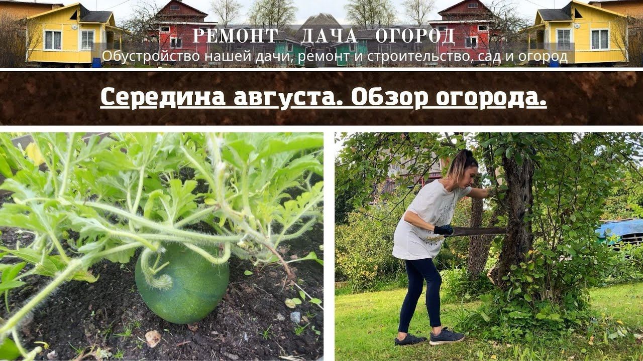 Обзор посадок. Середина августа. Готовим место для бассейна. Спилили яблоню. Арбузы. Брокколи. Перцы