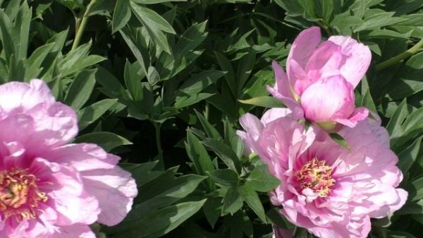 Пион  First Arrival