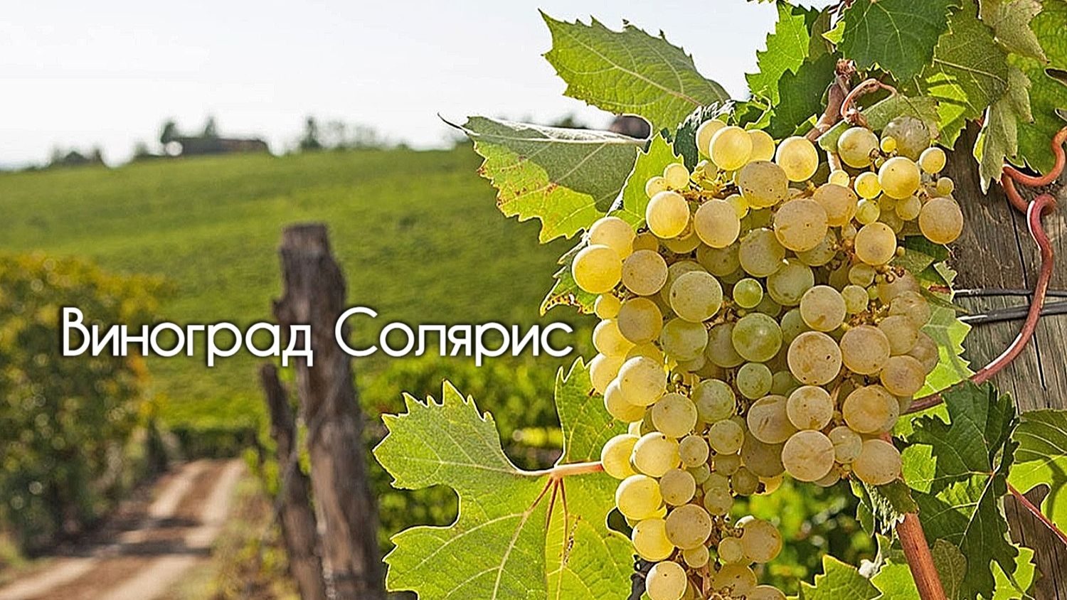 Виноград Солярис от А до Я лидер в мире лидеров Ростов-на-Дону