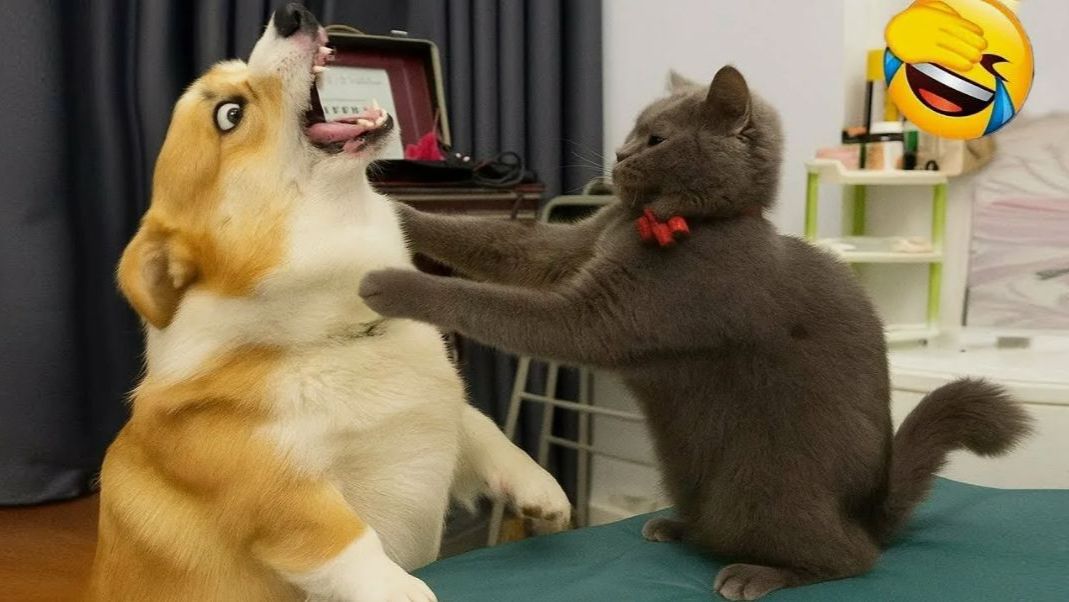 Видео приколы Забавные видео с кошками и собаками. Подборка видео приколов смотреть онлайн