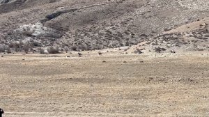 Скачки 2-я партия лошадей на 5 кругов