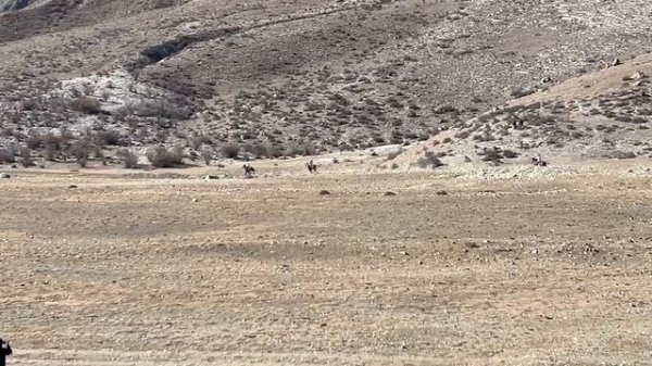 Скачки 2-я партия лошадей на 5 кругов