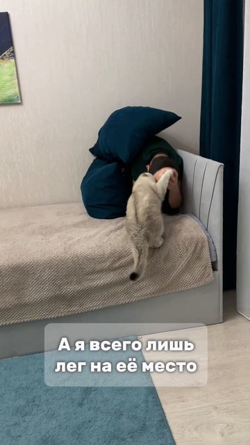 Кошка 🐱 пытается отстоять свое место 😄 В ходе конфликта никто не пострадал