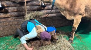 Всё пошло не по плану! Сложный отёл у джерсейской коров