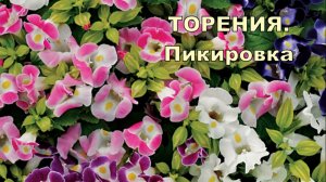Цветы для сада.Торения.Пикировка.Подробно