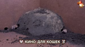Видео для кошек про крысок развлекать питомцев 🐭🐀😂 (459)