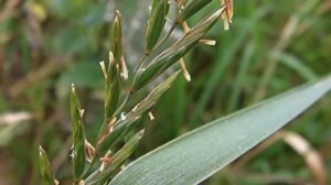 Сорняк который ломает камни и лечит почки Тайный код пырея