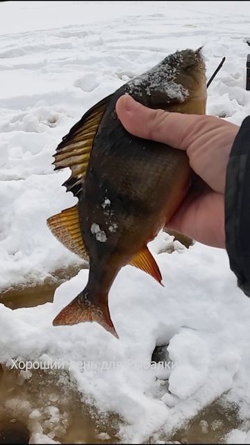 ГЛУБИНА 20СМ И ТАКОЙ ГОРБАТЫЙ. Рыбалка