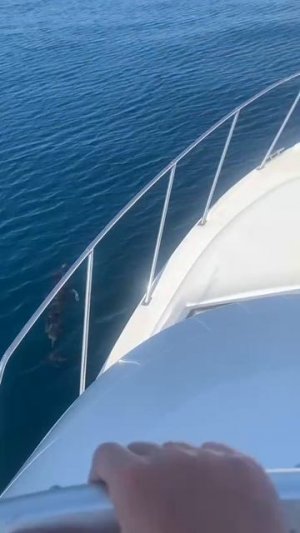 Красивый катер с дельфинами на Черном море