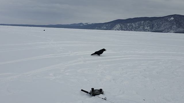 ОМУЛЬ. РЫБАЛКА. БАЙКАЛ 2026. ФЕВРАЛЬ. смотреть онлайн