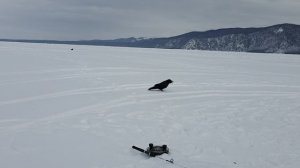 ОМУЛЬ. РЫБАЛКА. БАЙКАЛ 2026. ФЕВРАЛЬ.