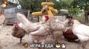 Кормление кур овощами и фруктами для зарядки и от скуки 🥗🐓🤗  (59)