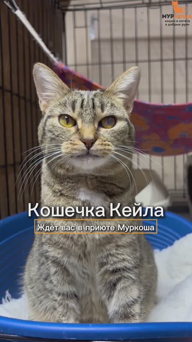 Кейла ждёт вас в приюте #Муркоша смотреть онлайн