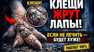 Клещи на лапах кур: почему появляются и как избавиться навсегда


В этом видео подробно разбираем пр