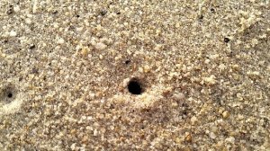 Крабы на пляже Нячанга!!!