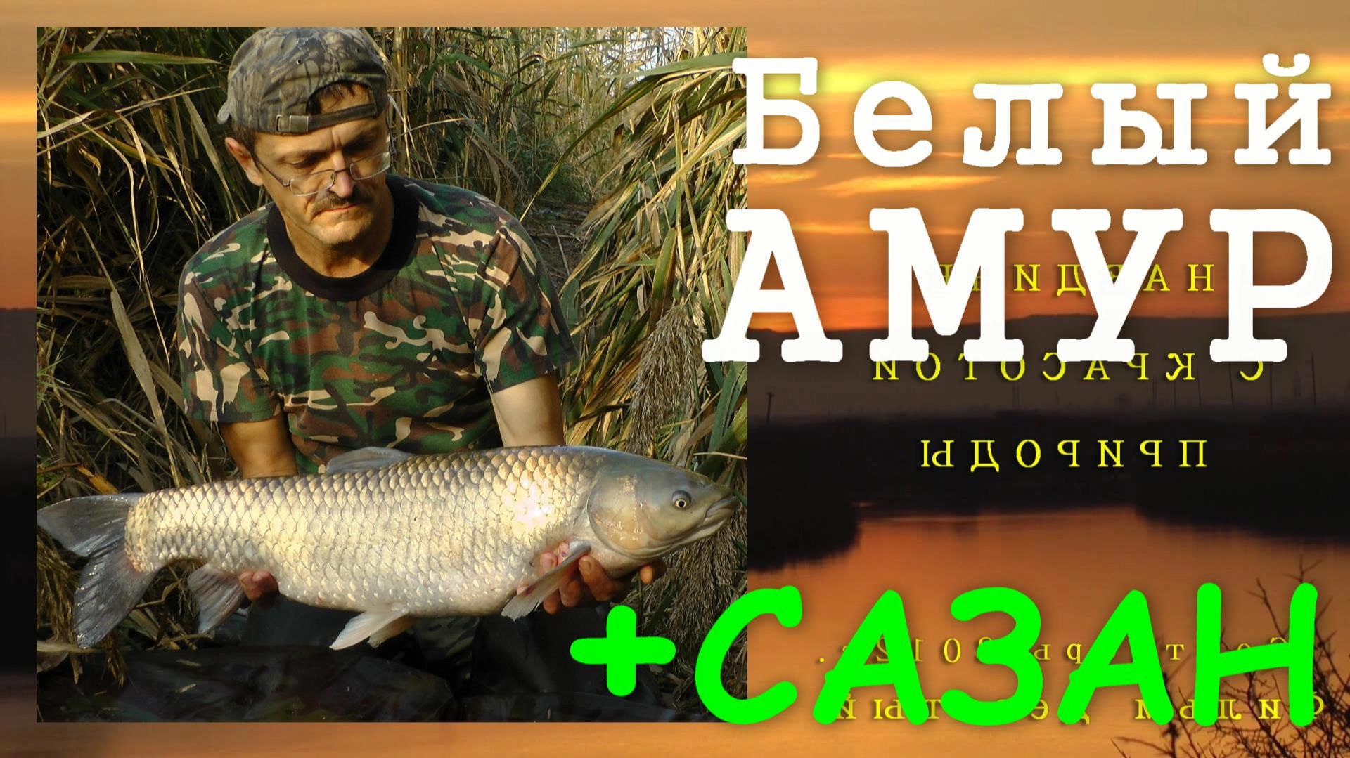 Ловля сазана и белого амура. Моя рыбалка №10. Сентябрь 2012 г.