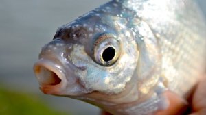 Russian Fishing 4 РЫБАЛКЕ НА РЕКЕ БЕЛАЯ ТРОФЕ И МНОГО ЛЕЩЕЙ