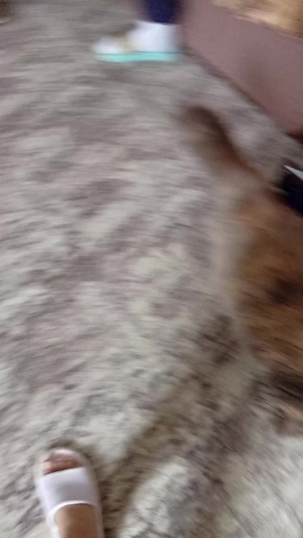 играю с котом