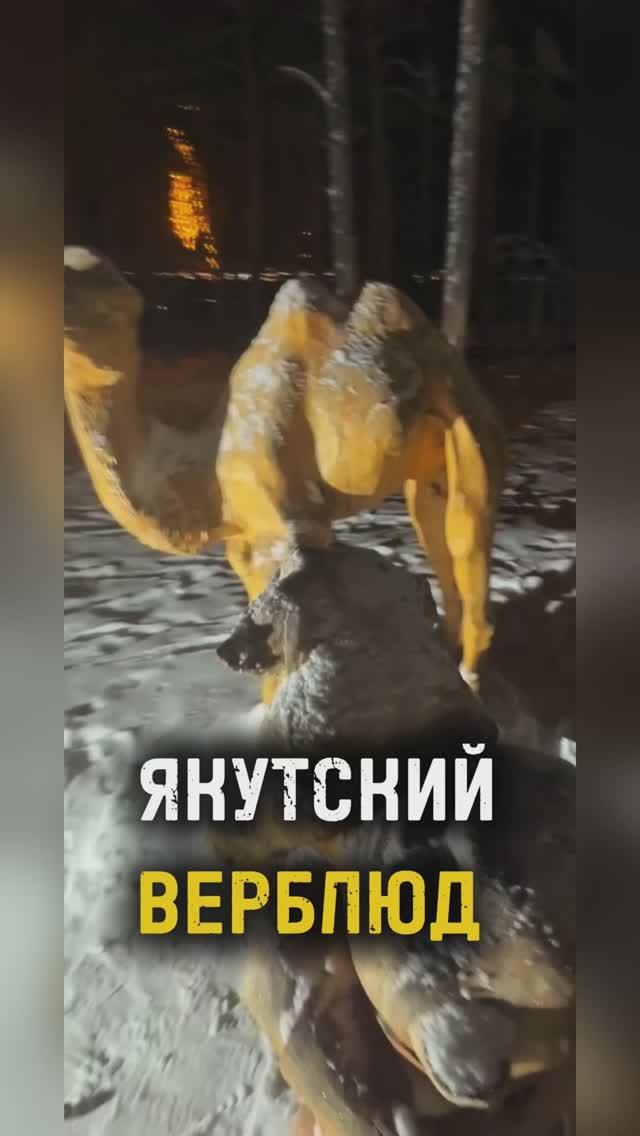 ЯКУТСКИЙ ВЕРБЛЮД / ТА СТОРОНА / ЯКУТСК_ОСОКИНО