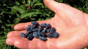 Жимолость - первая ягода июня