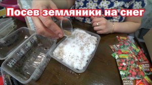 Посев земляники на снег