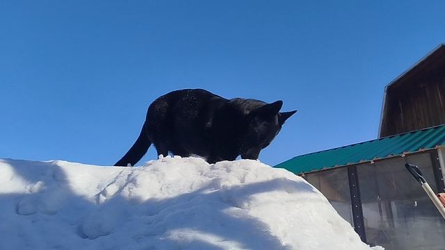 ВЕО  восточно европейская овчарка черная