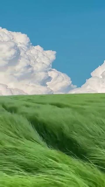 Травка и ветер смотреть онлайн