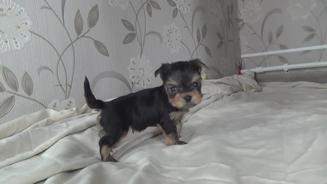 Щенок йорка (девочка. Жуля. 09.01.2026) смотреть онлайн