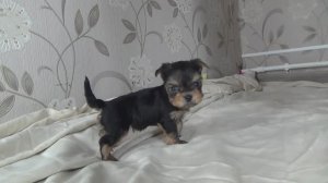 Щенок йорка (девочка. Жуля. 09.01.2026)