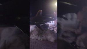 Из Новороссийска в Геленджик