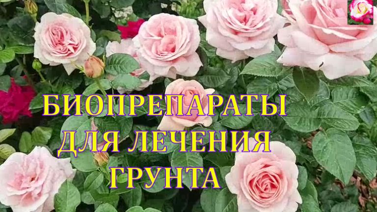 БИОПРЕПАРАТЫ ДЛЯ РОЗ. ОБРАБОТКА ГРУНТА смотреть онлайн