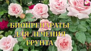 БИОПРЕПАРАТЫ ДЛЯ РОЗ. ОБРАБОТКА ГРУНТА