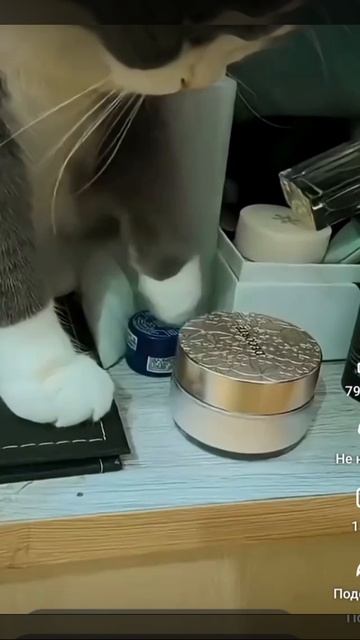 про кота . песня с просторов Tictok